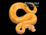 Blackhead Enchi Dreamsicle Ball Python ♂ '26