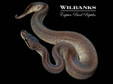 Blackhead Mahogany Black Pewter 50% PH Pied Ball Python ♀ '26