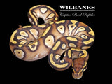 Orange Dream Mojave Yellow Belly Ball Python ♀ '26