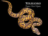 Pastel Leopard Orange Crush Ball Python ♂ '26