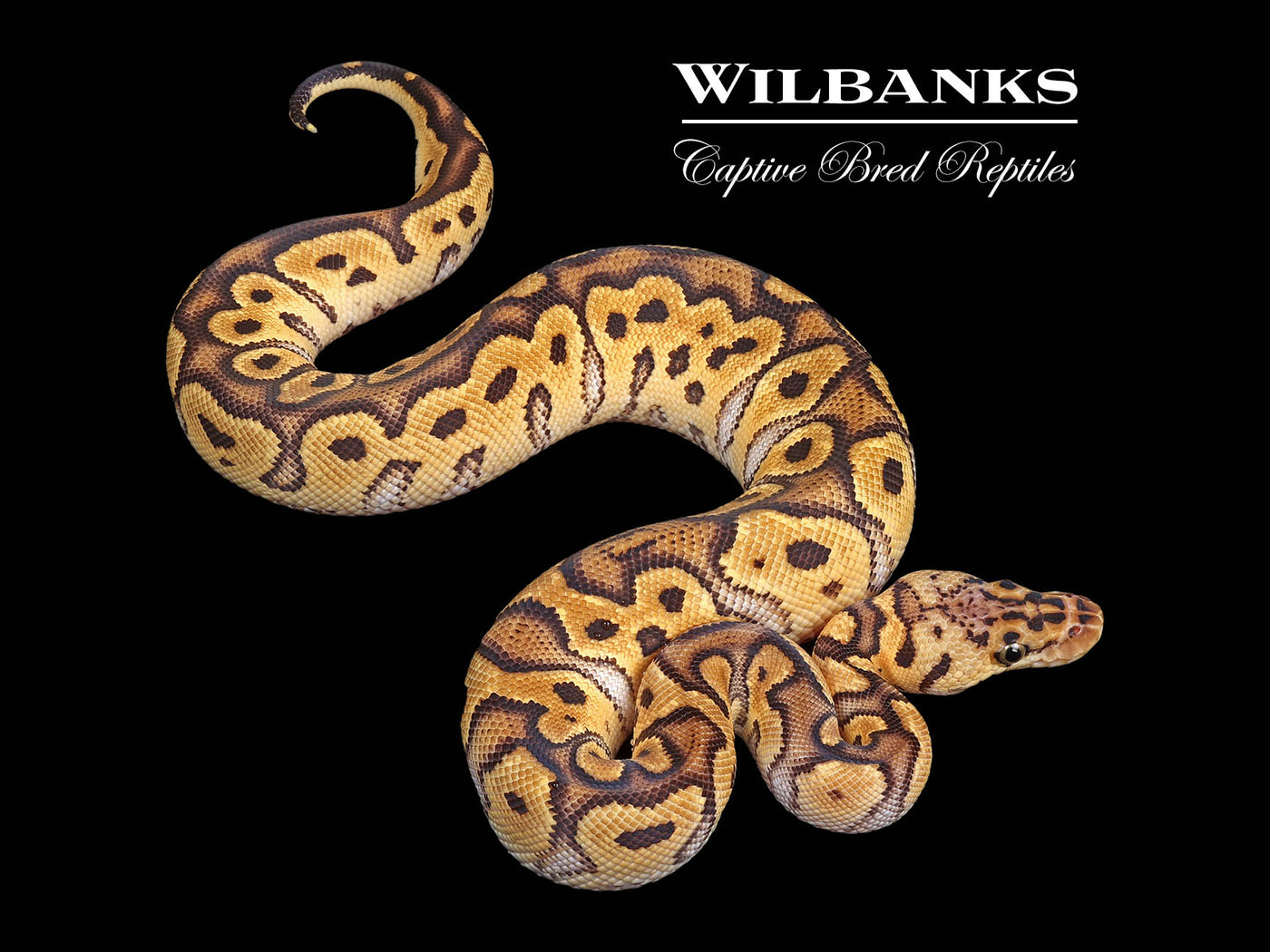 Pastel Clown Ball Python ♀ '24