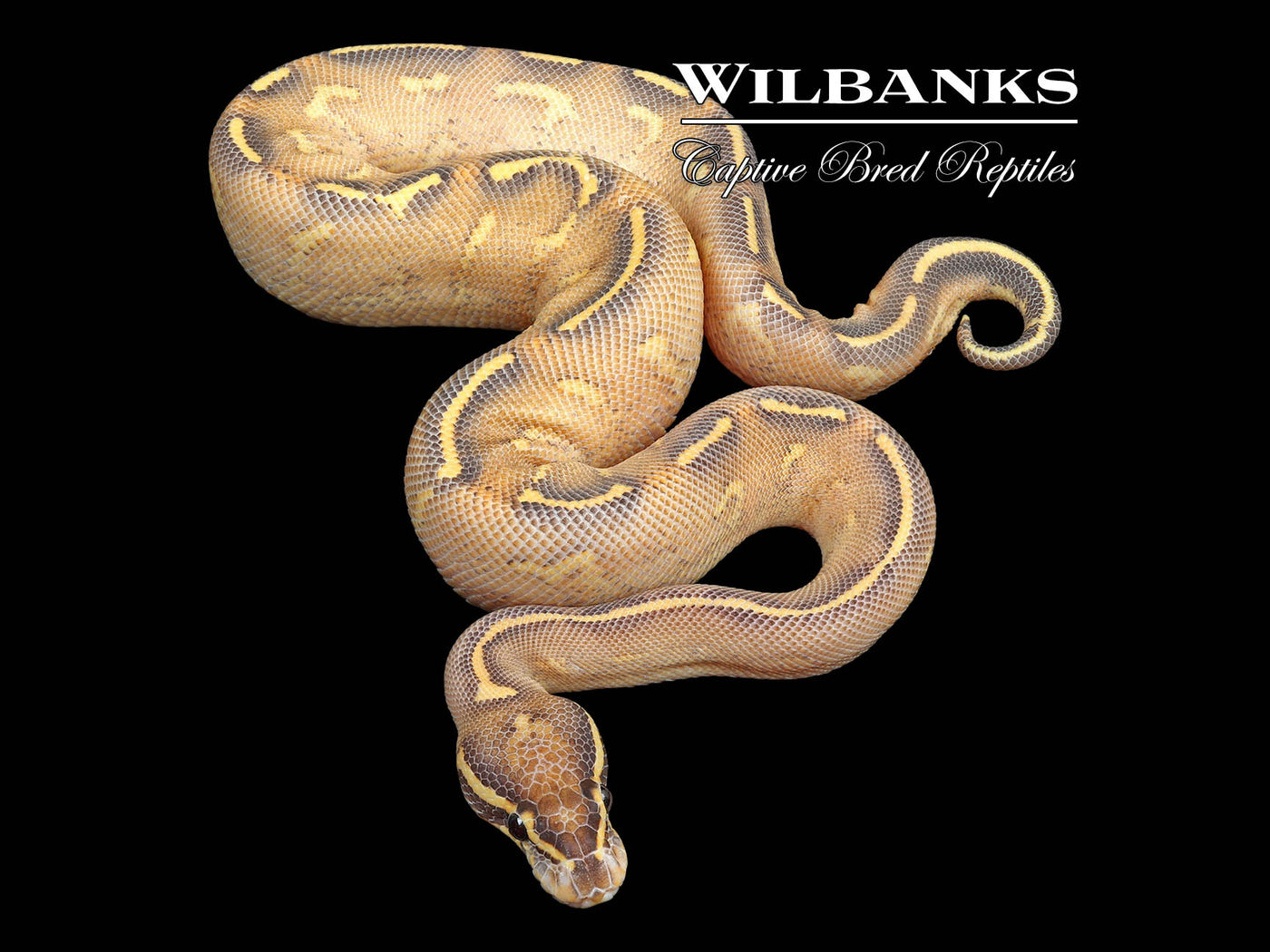 Highway Ball Python ♂ '24