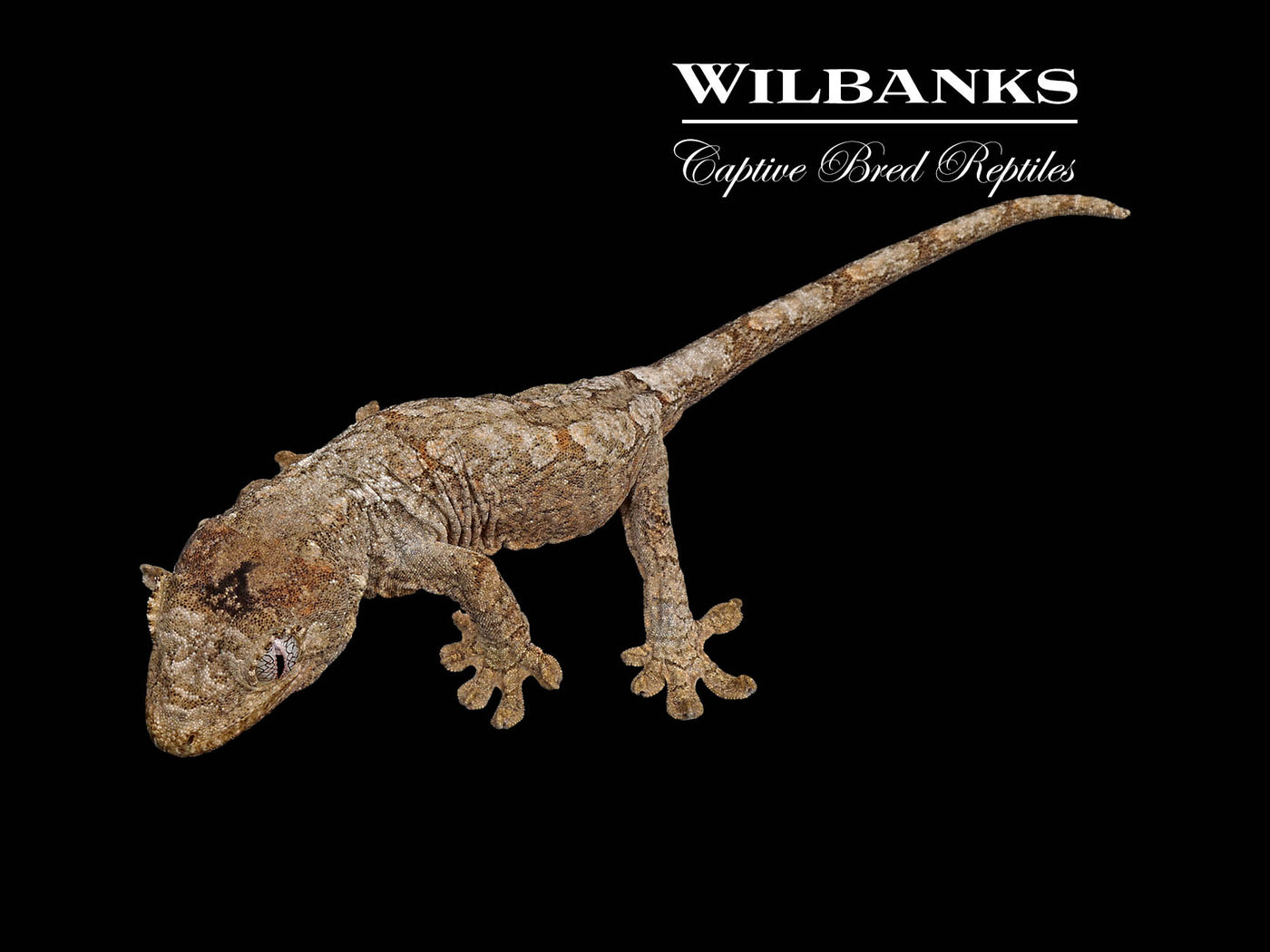 Pine Island Chahoua Gecko (Butch X Yolanda) '25