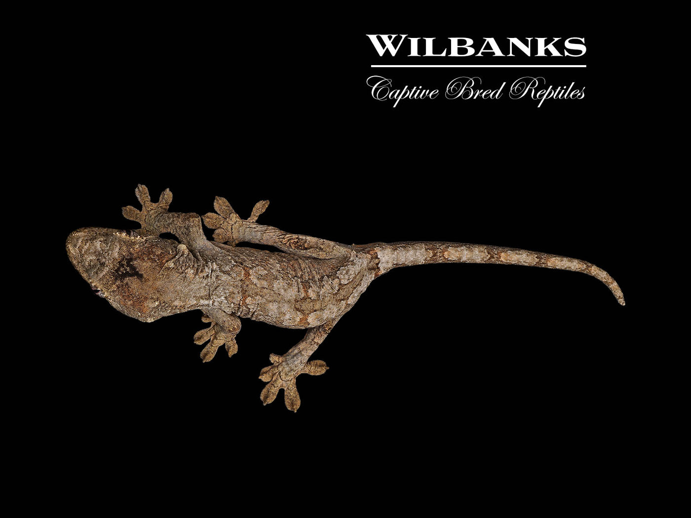 Pine Island Chahoua Gecko (Butch X Yolanda) '25