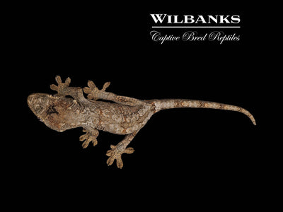 Pine Island Chahoua Gecko (Butch X Yolanda) '25