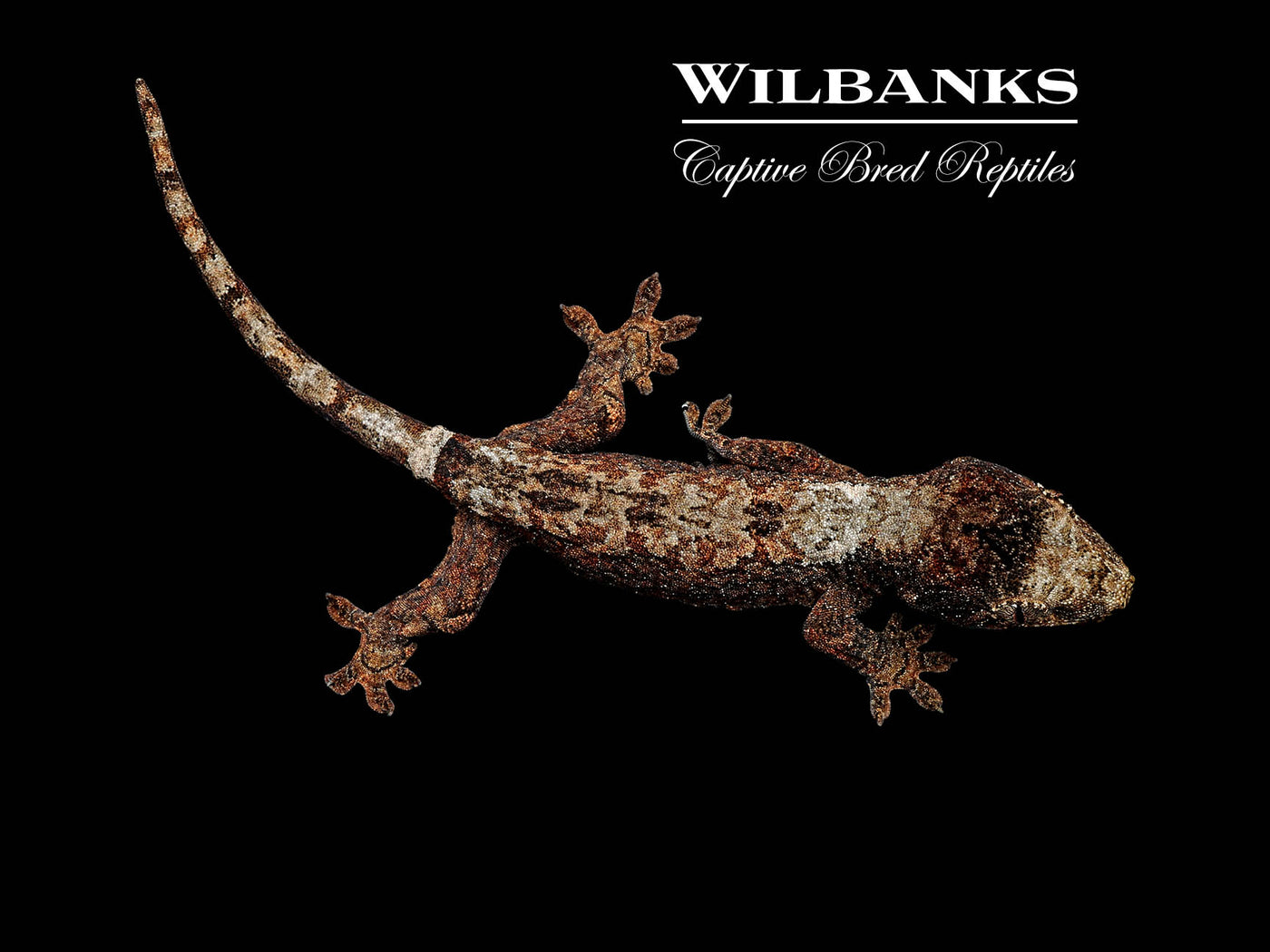 White Collar Pine Island Chahoua Gecko (Vincent X Fabienne) '25