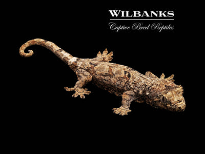 Pine Island Chahoua Gecko (Marsellus X Mia) '25