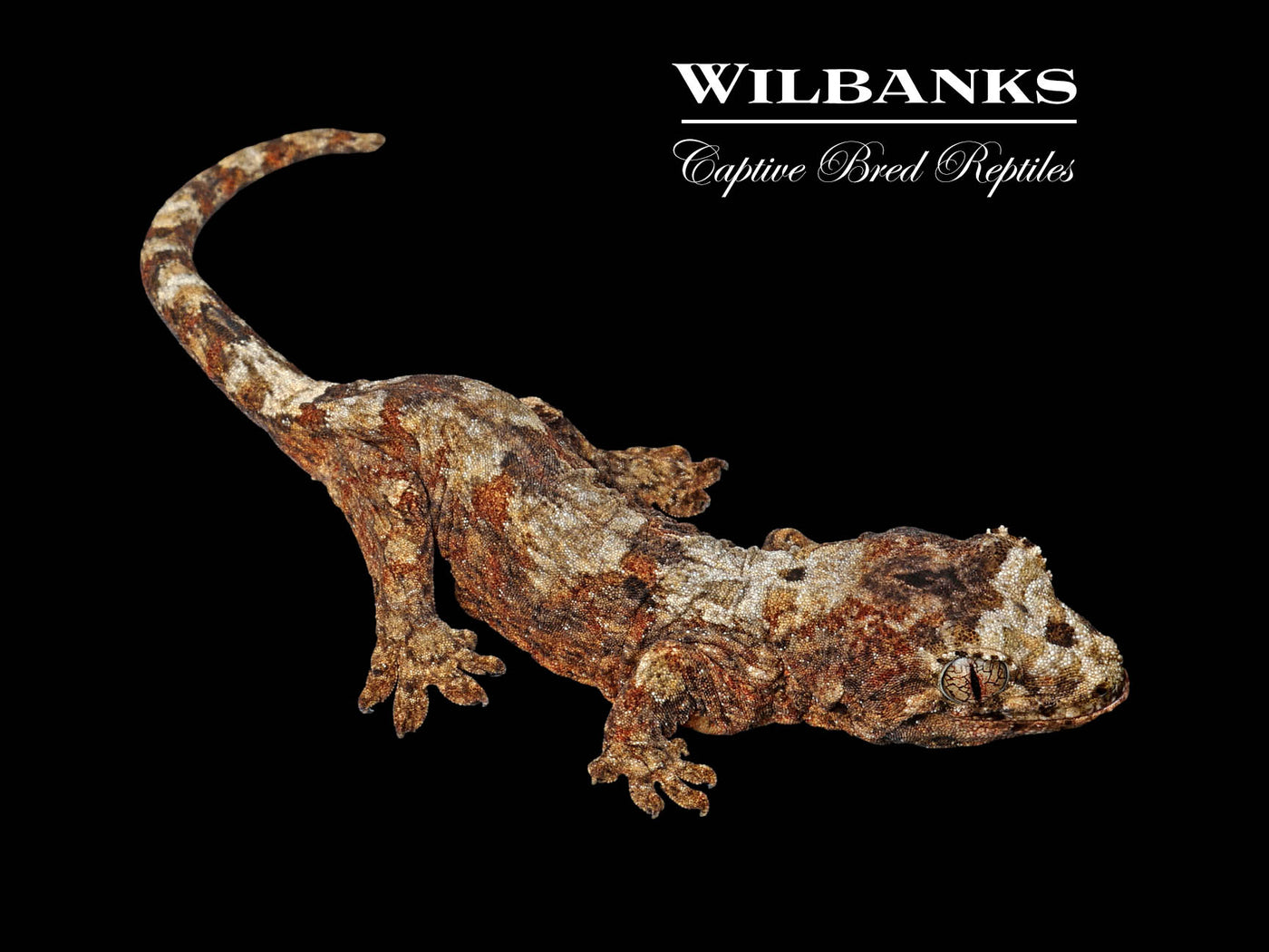 White Collar Pine Island Chahoua Gecko (Vincent X Trudi) '25