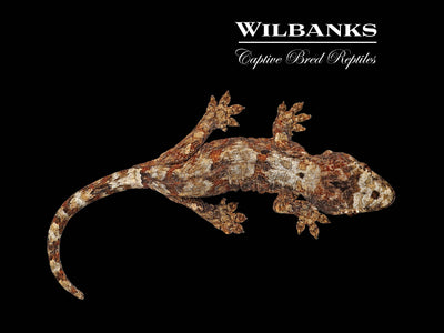 White Collar Pine Island Chahoua Gecko (Vincent X Trudi) '25