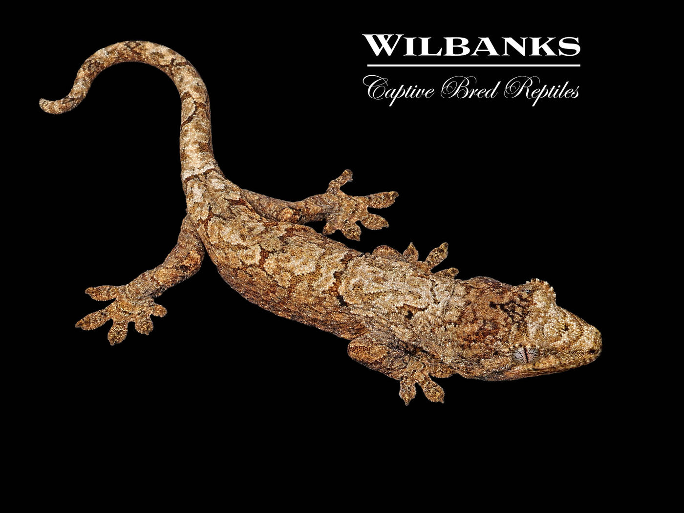 Pine Island Chahoua Gecko (Jules X Jody) '25