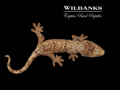 Pine Island Chahoua Gecko (Jules X Jody) '25
