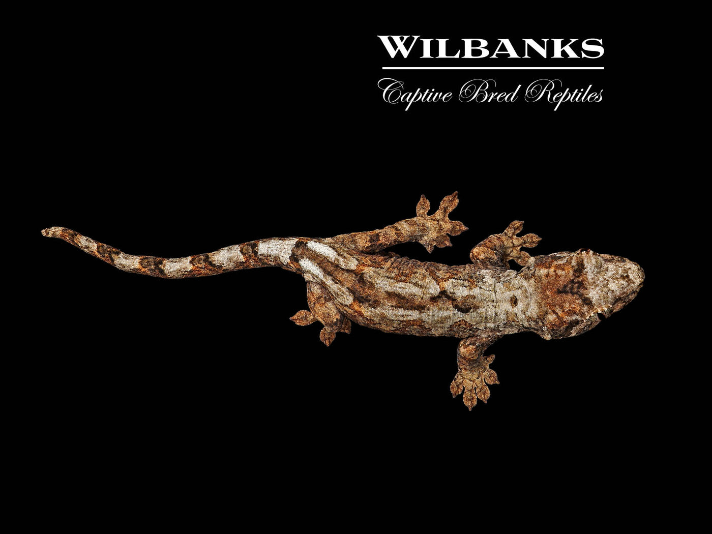 Pine Island Chahoua Gecko (Esteban X Karen) '25