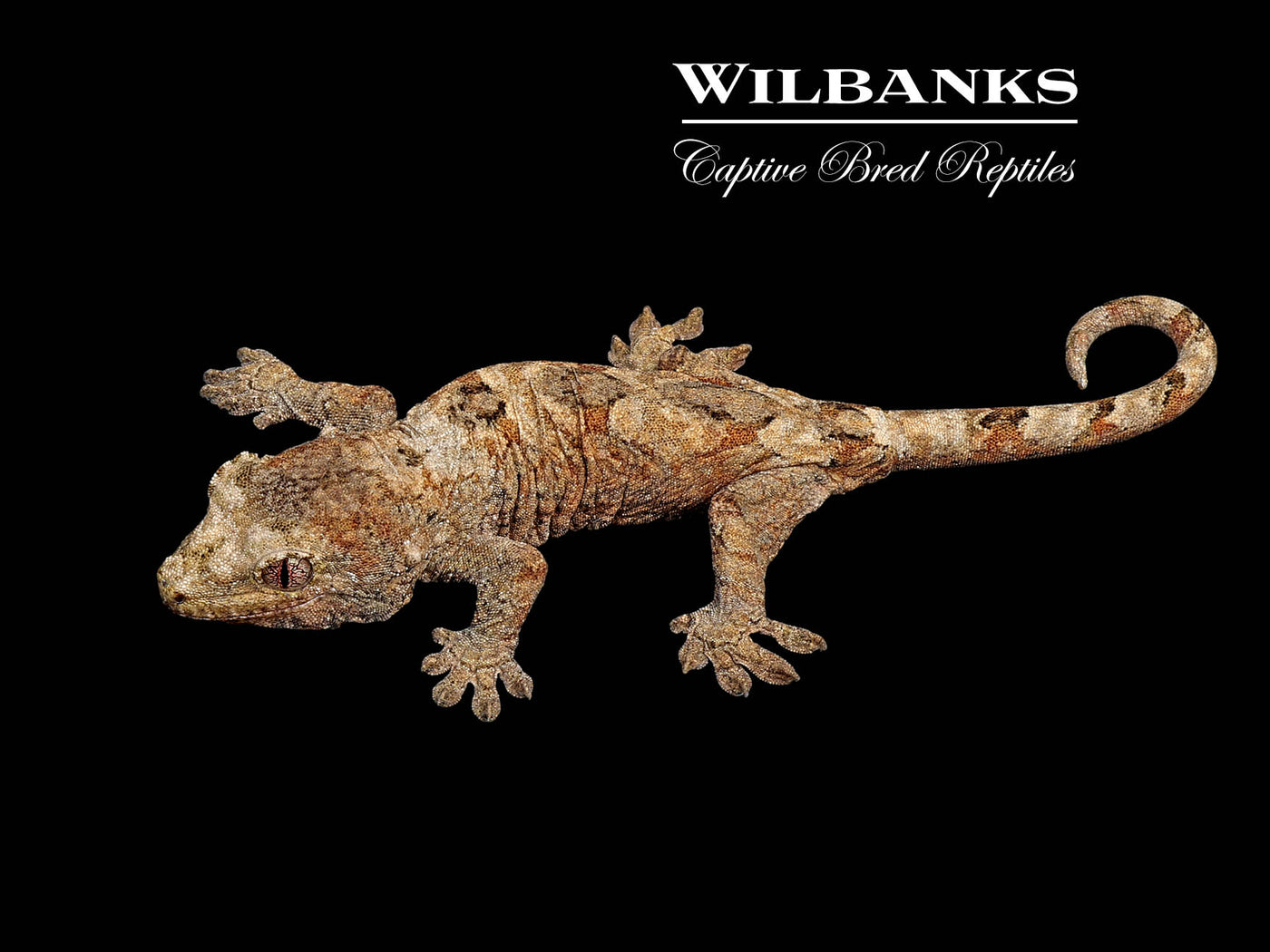 Pine Island Chahoua Gecko (Johnny X Gogo) '25