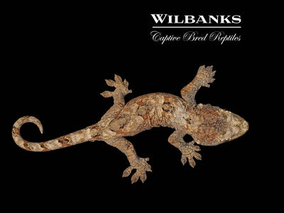 Pine Island Chahoua Gecko (Johnny X Gogo) '25