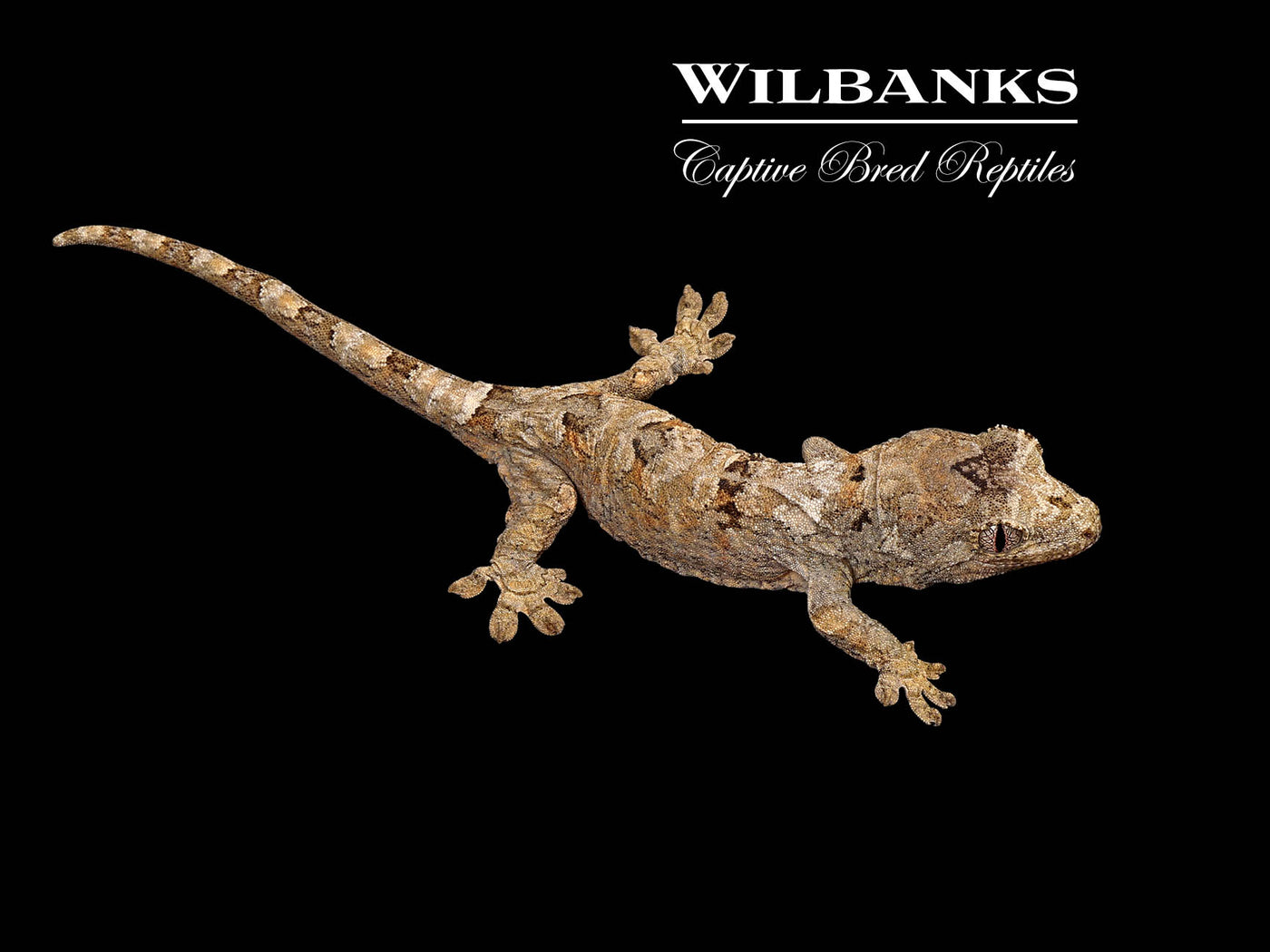 Pine Island Chahoua Gecko (Butch X Yolanda) '25