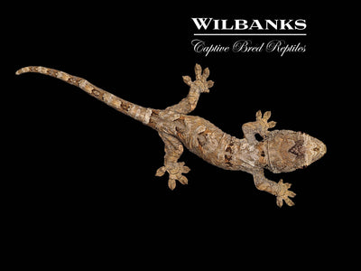 Pine Island Chahoua Gecko (Butch X Yolanda) '25