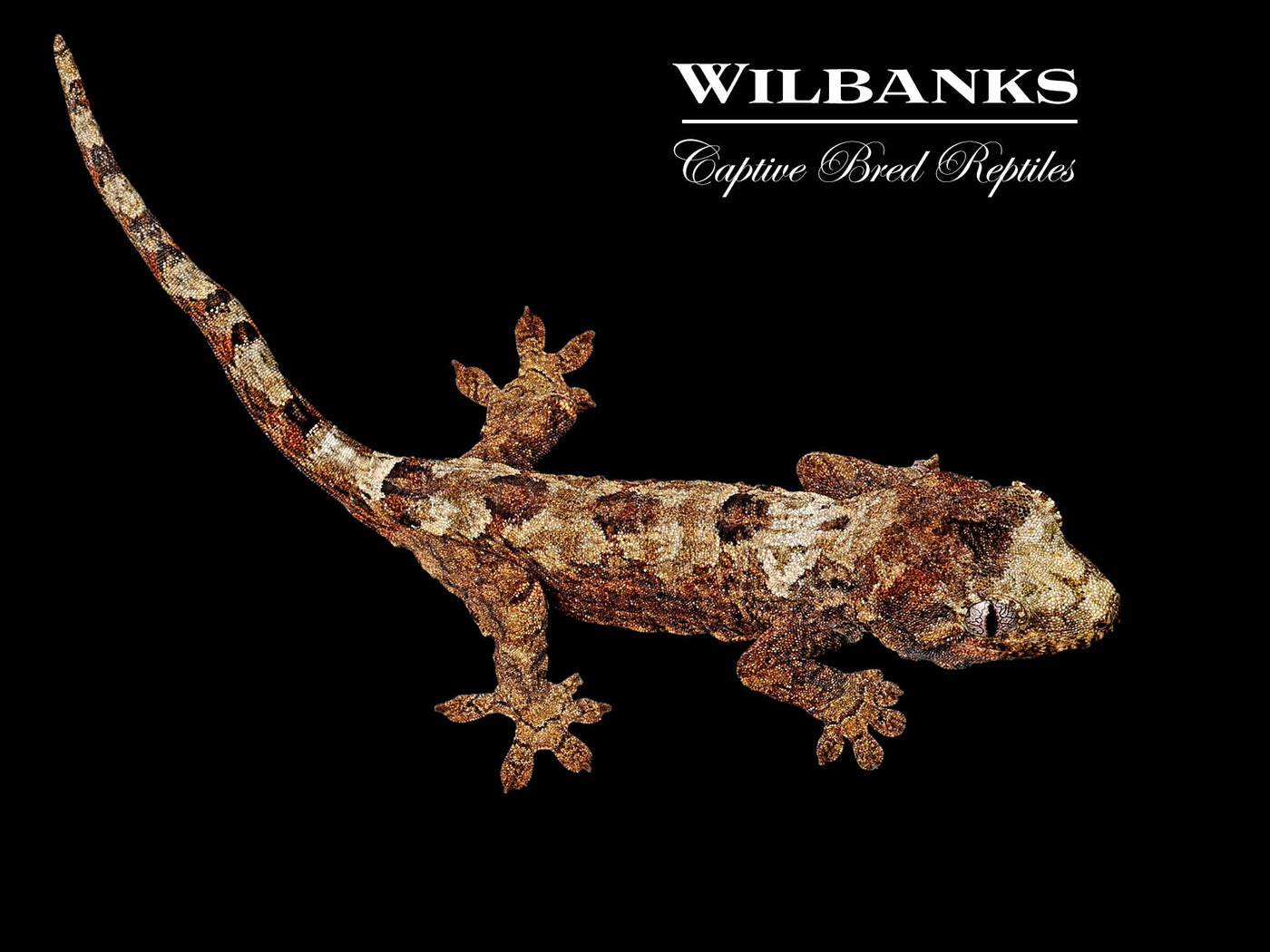 White Collar Pine Island Chahoua Gecko (Vincent X Fabienne) '25