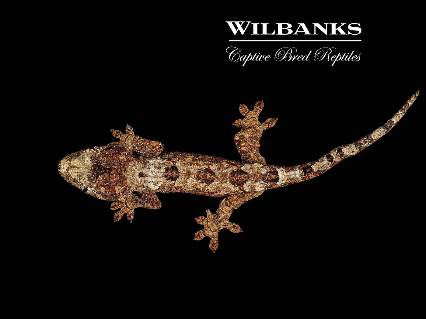 White Collar Pine Island Chahoua Gecko (Vincent X Fabienne) '25