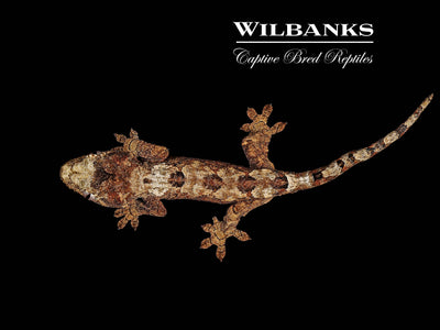 White Collar Pine Island Chahoua Gecko (Vincent X Fabienne) '25