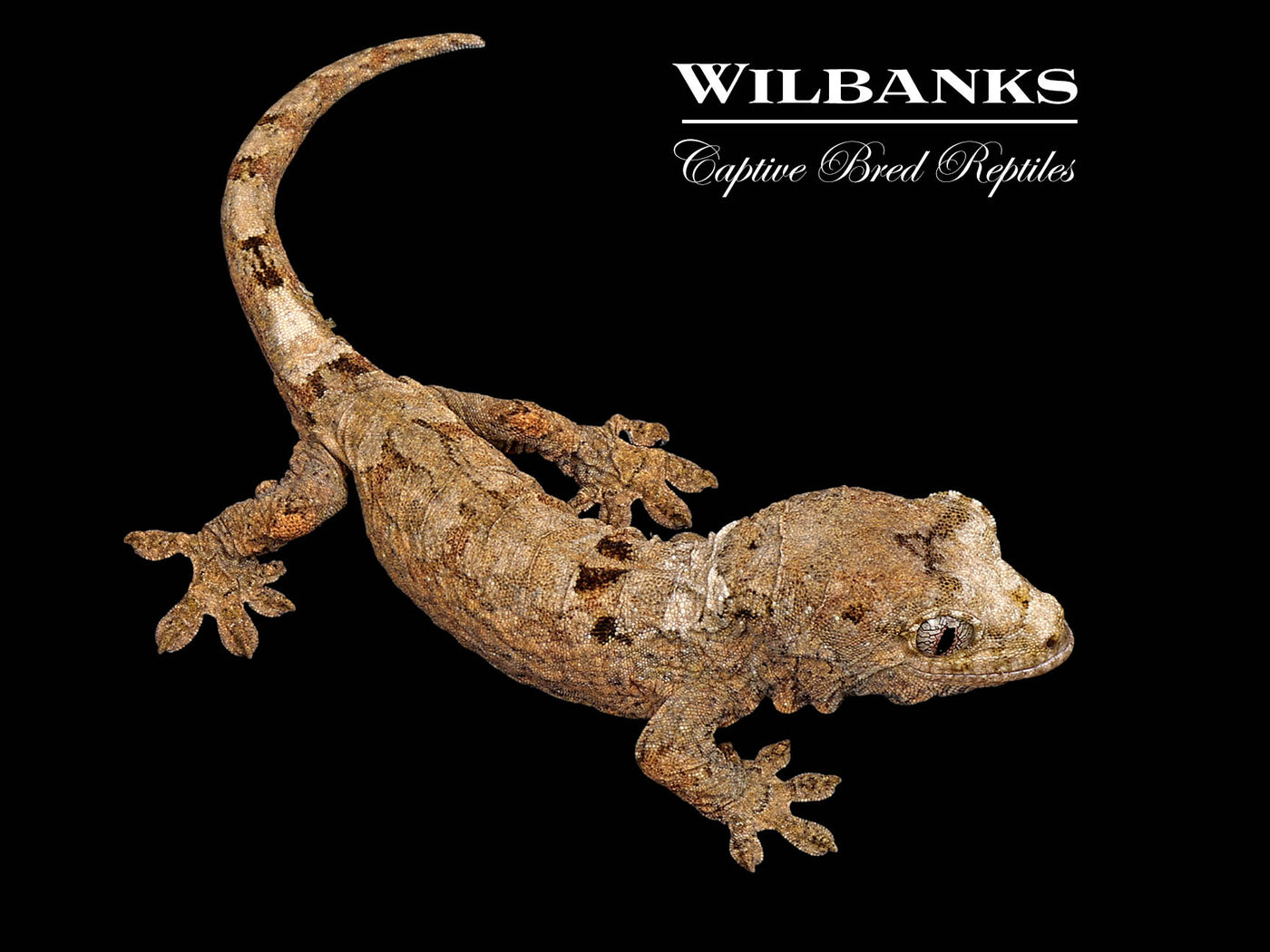 Pine Island Chahoua Gecko (Marsellus X Vega) '25