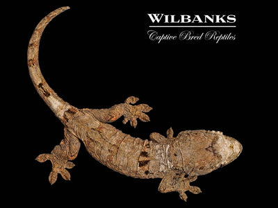 Pine Island Chahoua Gecko (Marsellus X Vega) '25