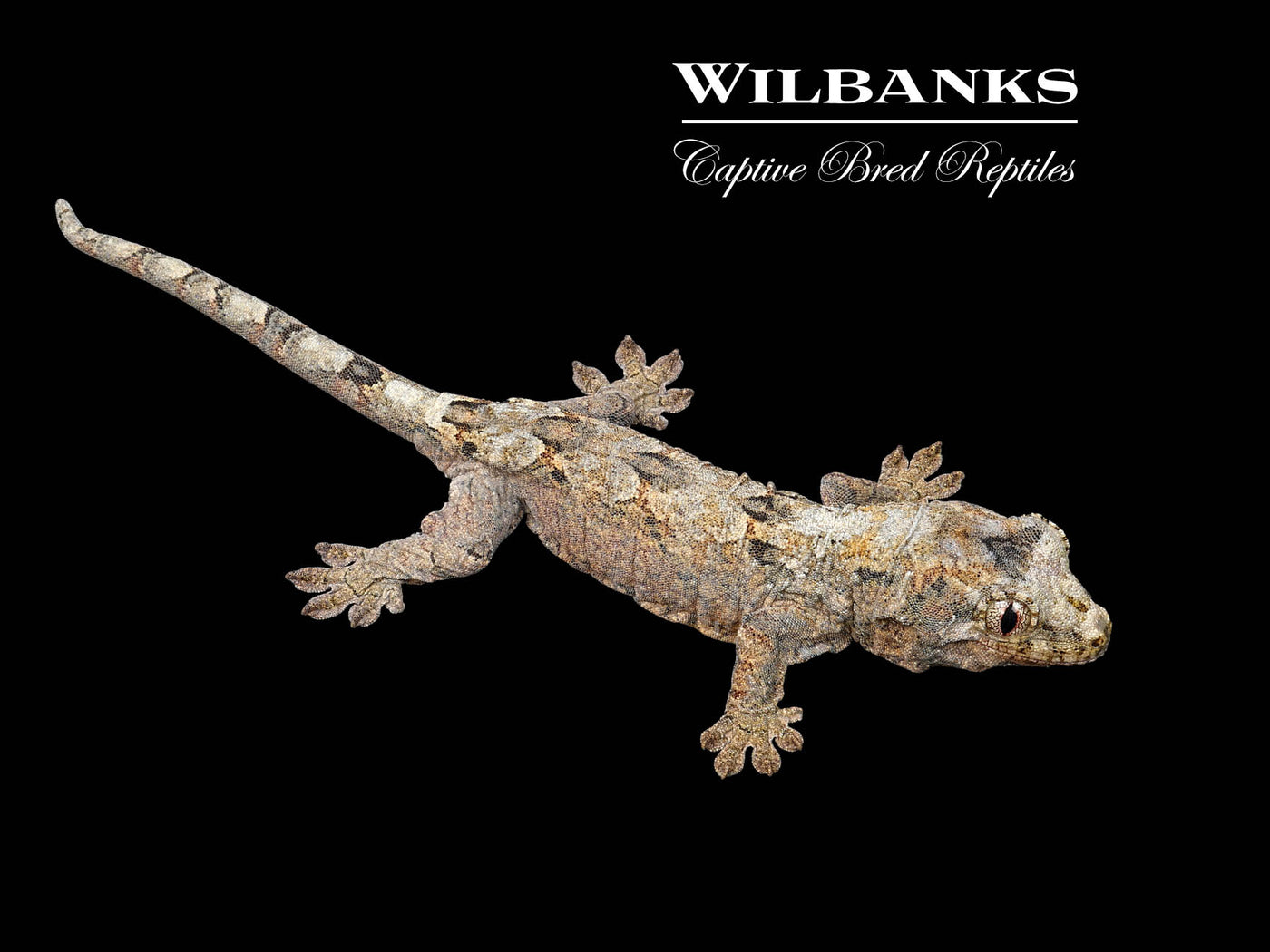 Pine Island Chahoua Gecko (Bill X Beatrix) '25