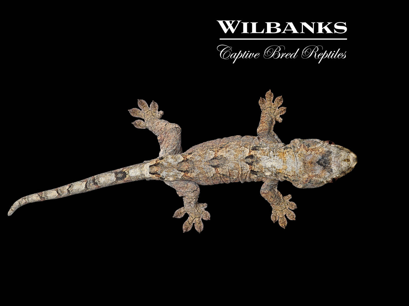 Pine Island Chahoua Gecko (Bill X Beatrix) '25