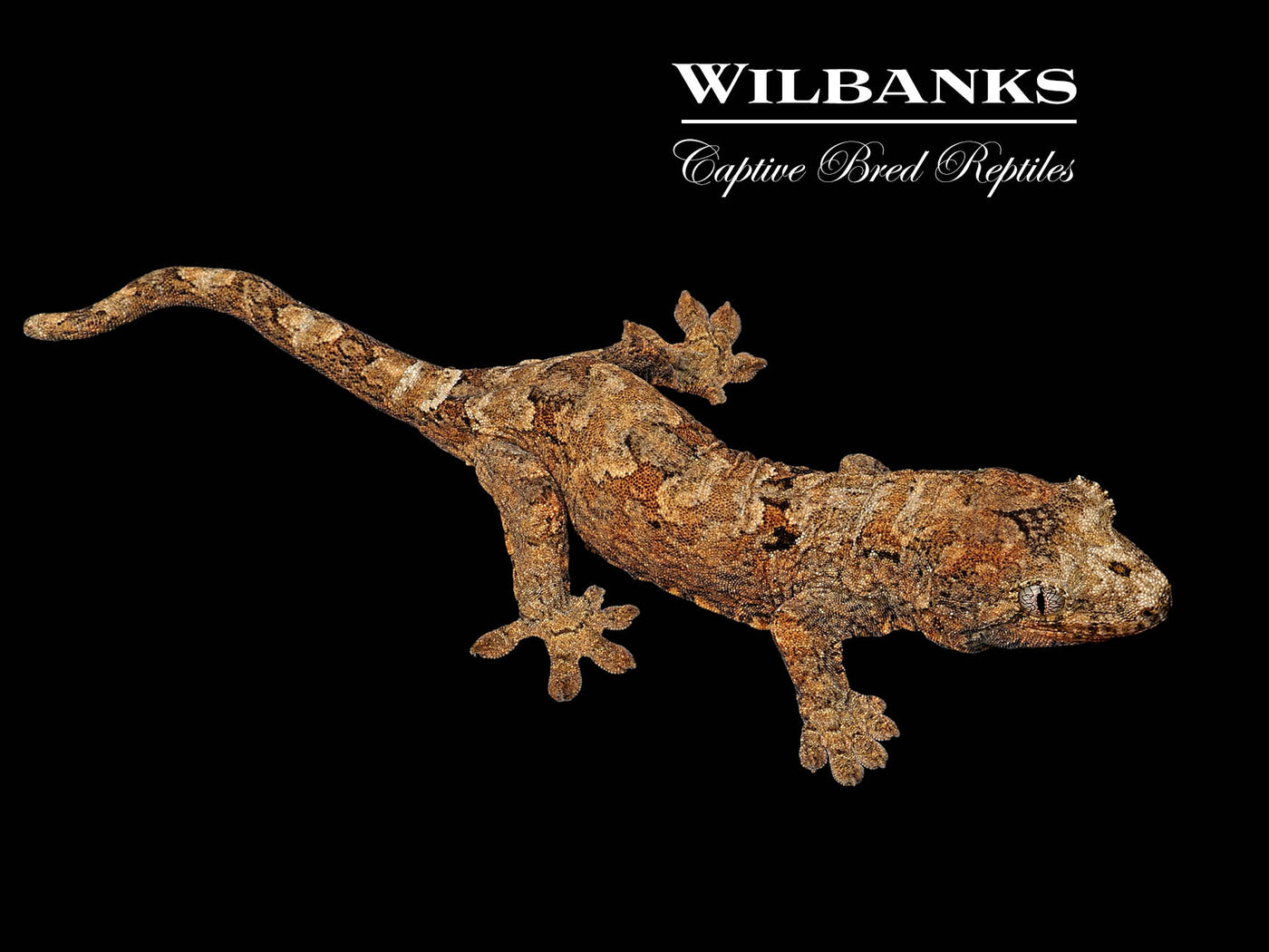 Pine Island Chahoua Gecko (Butch X Esmeralda) '25