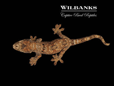 Pine Island Chahoua Gecko (Butch X Esmeralda) '25