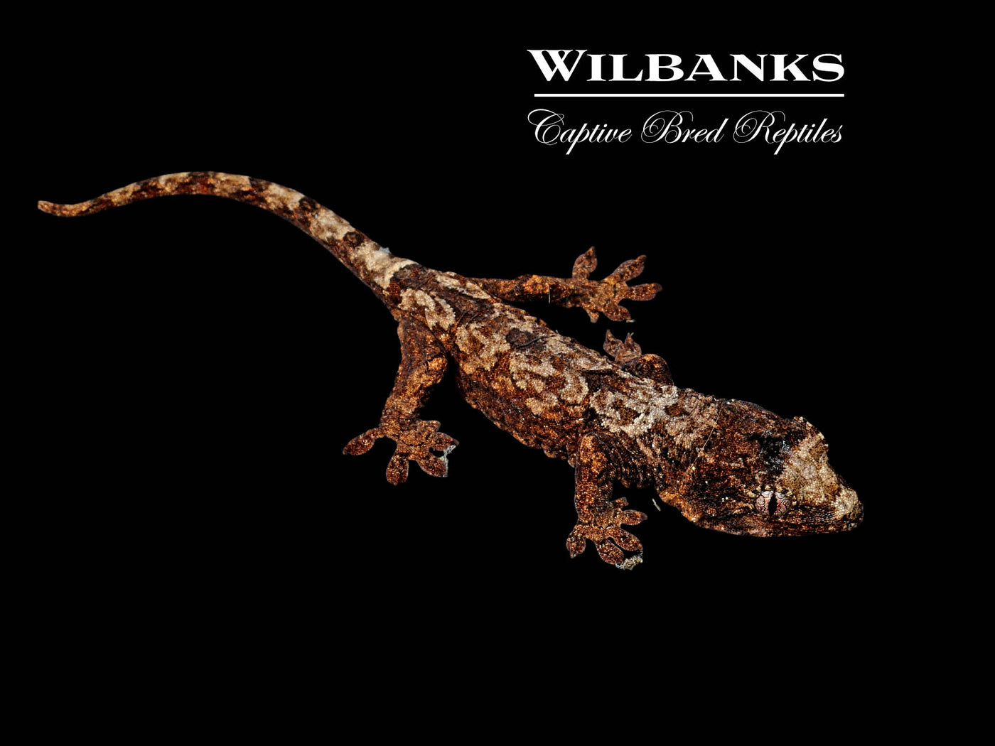 Pine Island Chahoua Gecko (Jasper X Lara) '25