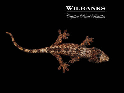Pine Island Chahoua Gecko (Jasper X Lara) '25