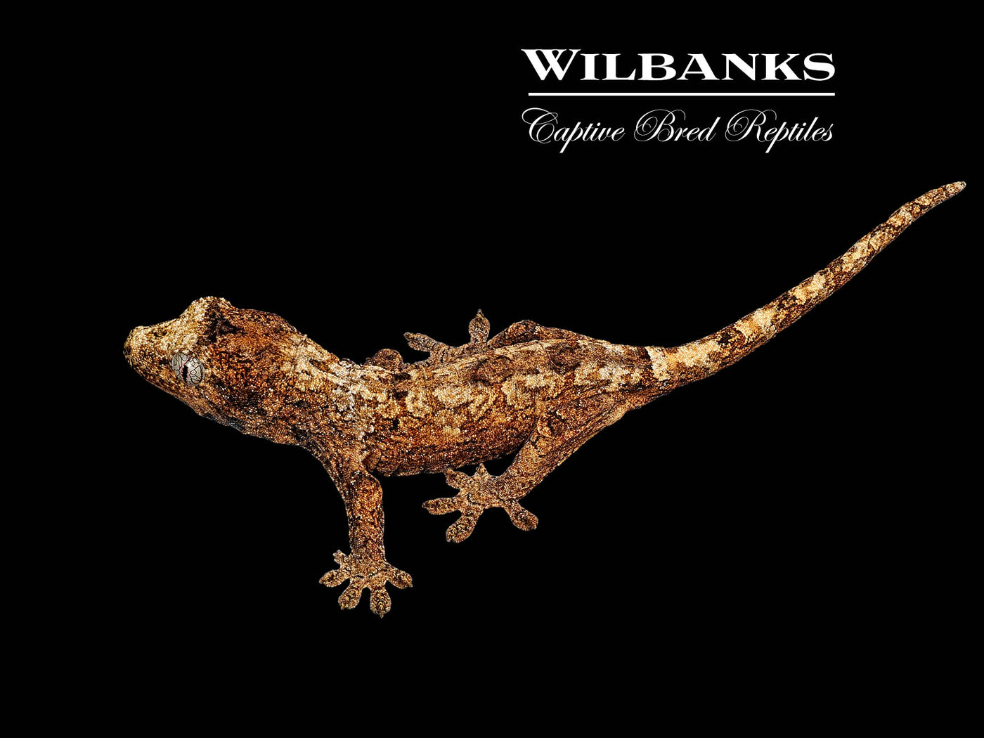 Pine Island Chahoua Gecko (Jules X Jody) '25