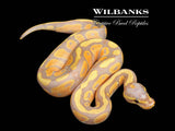 Banana 100% Het. Pied Ball Python ♂ '26