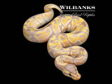 Banana Ball Python ♂ '26