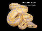 Banana Ball Python ♂ '26