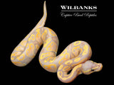 Banana Ball Python ♂ '26