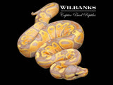 Banana 100% Het. Pied Ball Python ♂ '26