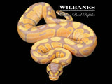Banana 100% Het. Clown Ball Python ♂ '26