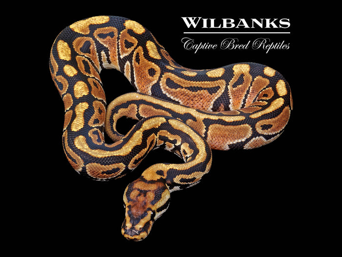 Spotnose 100% Het. Clown Ball Python ♂ '26