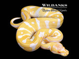 Albino Leopard Ball Python ♀ '26