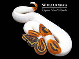 Pied 100% Het. Clown Ball Python ♂ '26