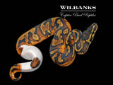 Pied Ball Python ♀ '26