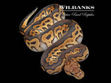 Black Pastel Clown Ball Python ♂ '26