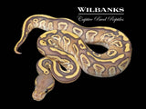 Mojave Fire Orange Crush Ball Python ♂ '26