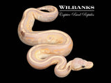 Banana Cinnamon Red Stripe Mojave 100% Het. Clown Ball Python ♂ '26