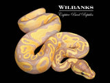 Banana Yellow Belly 100% Het. Pied Ball Python ♂ '26