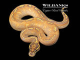 Enchi Highway Ball Python ♂ '26