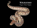 Orange Dream Butter Cinnamon Ball Python ♂ '26