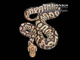 Black Pastel Powerball Clown Ball Python ♀ '26