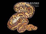 Orange Dream Sugar Clown 100% Het. Pied Pied Ball Python ♂ '26